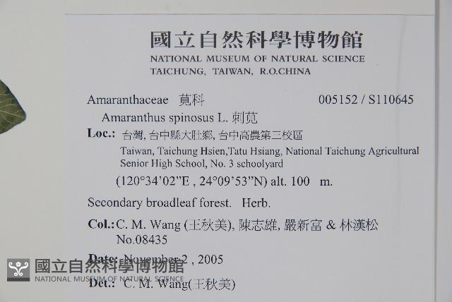 刺莧藏品圖，第2張