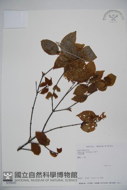 呂宋莢迷藏品圖，第1張