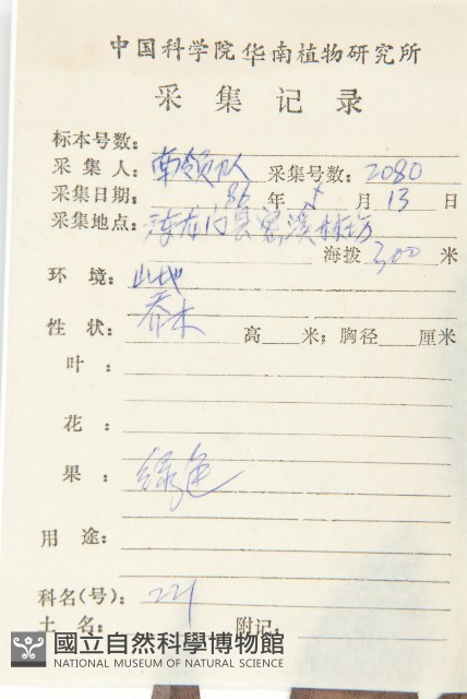 軟毛柿藏品圖，第2張