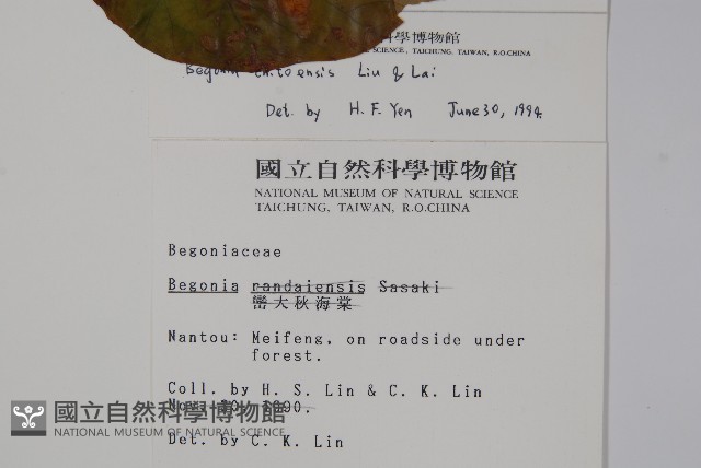 溪頭秋海棠藏品圖，第2張