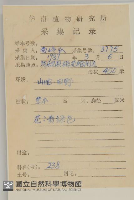 日本假蓬藏品圖，第2張