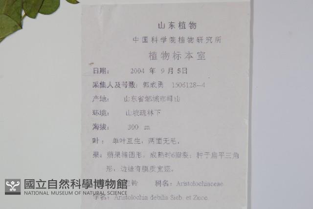 馬兜鈴藏品圖，第2張