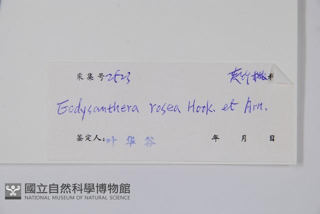酸藤藏品圖，第2張