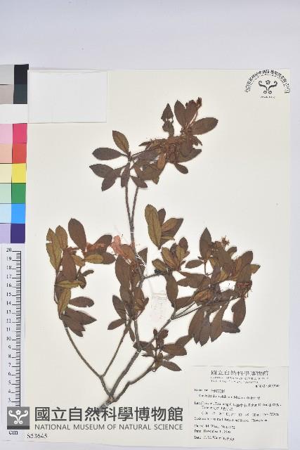 金毛杜鵑藏品圖，第1張