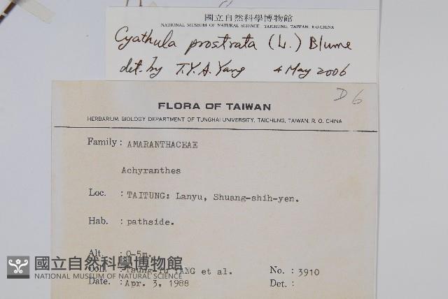 假川牛膝藏品圖，第2張