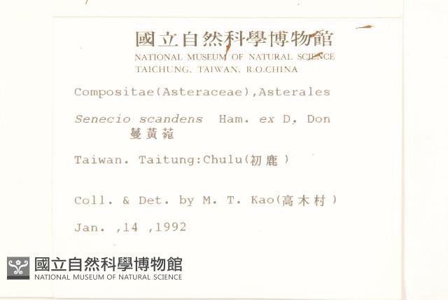 蔓黃菀藏品圖，第2張