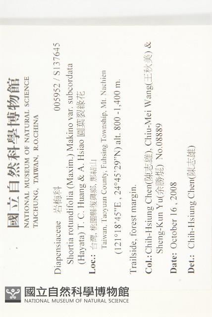 圓葉裂緣花藏品圖，第2張