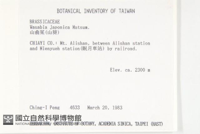 山葵藏品圖，第2張