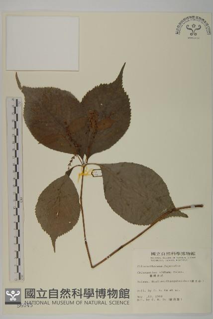 寬葉金粟蘭藏品圖，第1張