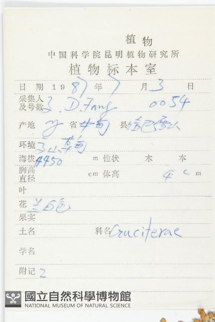 單花芥藏品圖，第2張