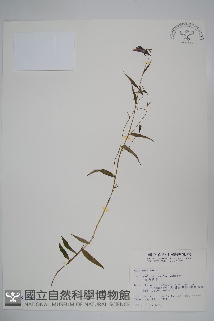 高山沙參藏品圖，第1張