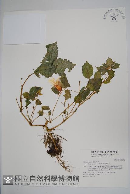 黃花鳳仙花藏品圖，第1張