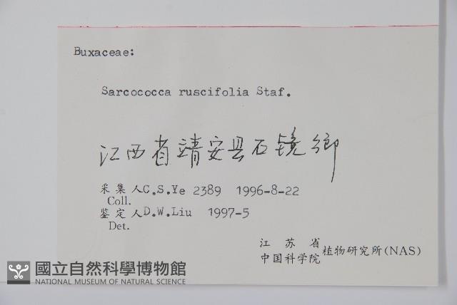 野扇花藏品圖，第2張