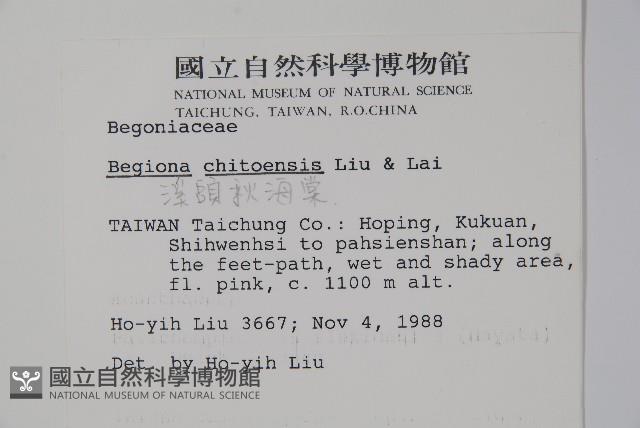 溪頭秋海棠藏品圖，第2張