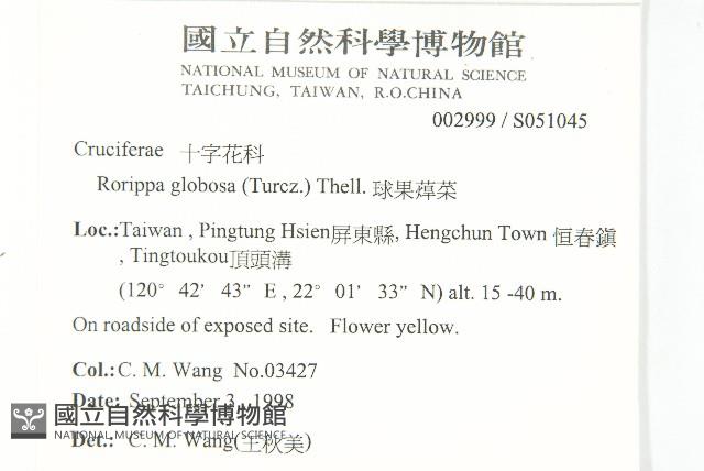 風花菜、球果山芥菜藏品圖，第5張