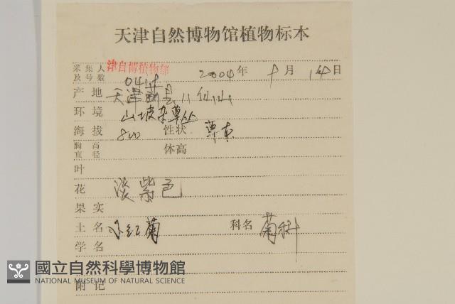 小紅菊藏品圖，第2張