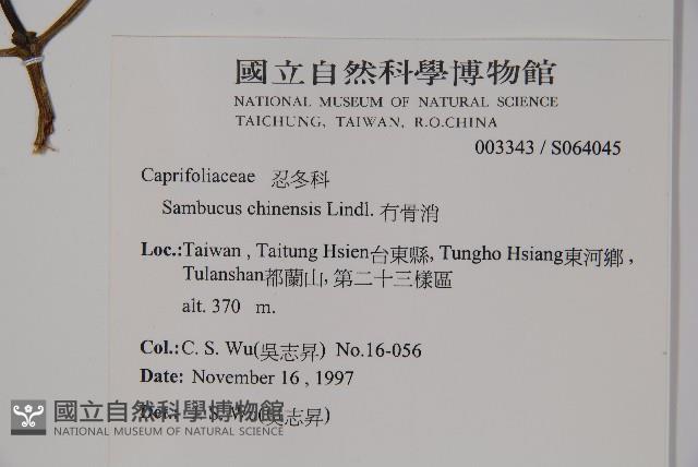 冇骨消藏品圖，第2張