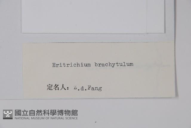 寬葉假鶴虱藏品圖，第2張