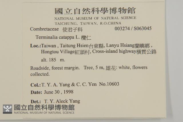 欖仁藏品圖，第5張