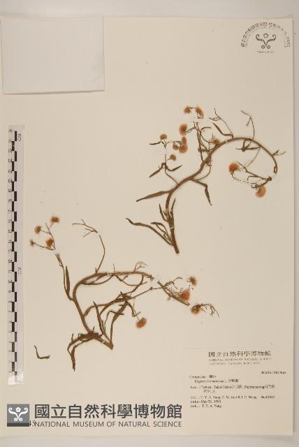 野塘蒿藏品圖，第1張