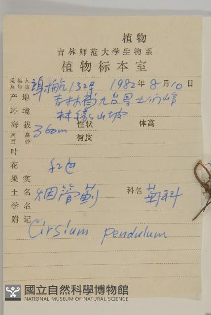 煙管草藏品圖，第2張