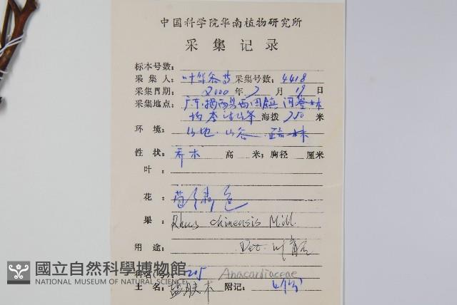 鹽膚木藏品圖，第2張