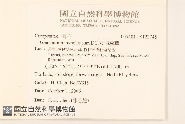 秋鼠麴草藏品圖，第2張