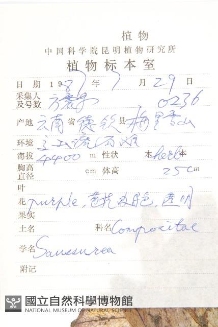 苞葉風毛菊藏品圖，第2張