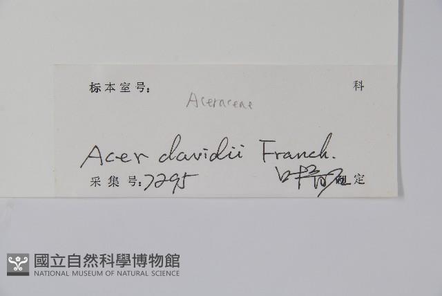 青榨槭藏品圖，第2張