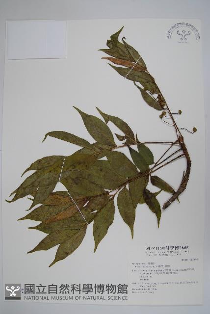 木蠟樹、山漆藏品圖，第1張