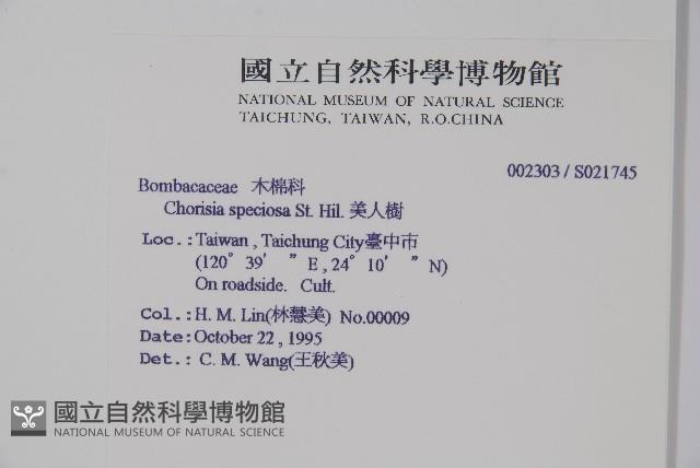 美人樹藏品圖，第2張