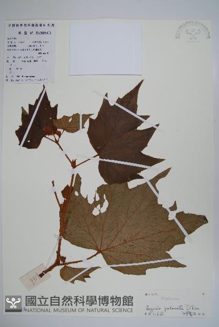 裂葉秋海棠藏品圖，第1張