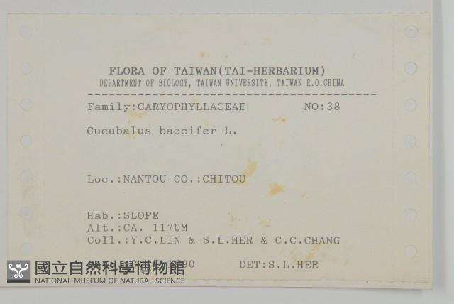 狗筋蔓藏品圖，第2張