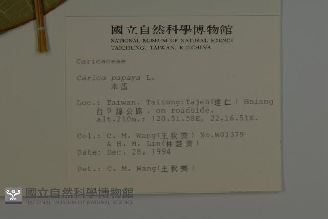 番木瓜藏品圖，第2張