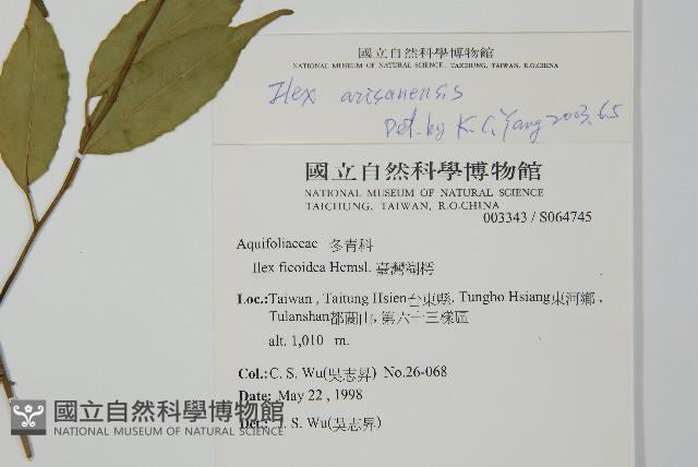 阿里山冬青藏品圖，第2張