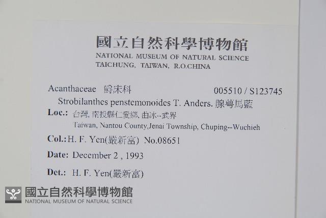 腺萼馬藍藏品圖，第2張