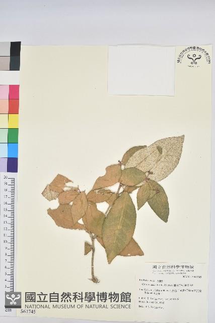 裡白巴豆藏品圖，第1張