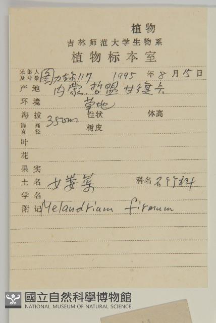 堅硬女婁菜藏品圖，第2張