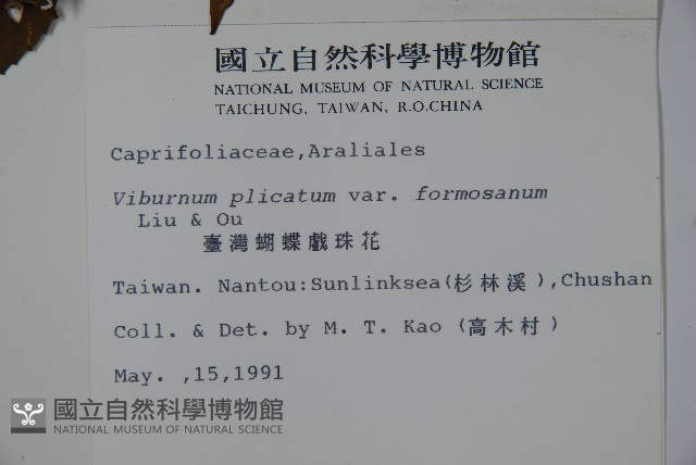 臺灣蝴蝶戲珠花、臺灣蝴蝶花藏品圖，第2張