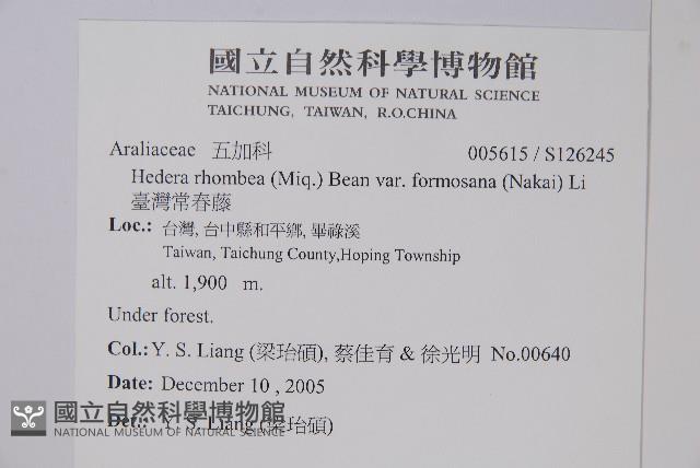 臺灣常春藤藏品圖，第2張