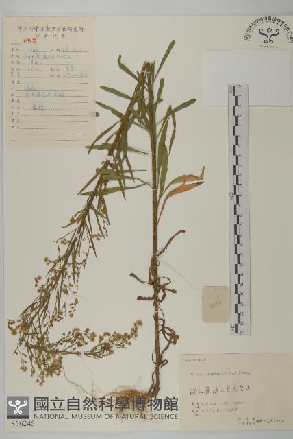 加拿大蓬藏品圖，第1張