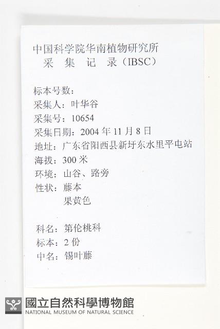 錫葉藤藏品圖，第2張