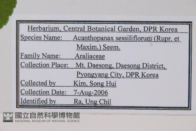短梗五加藏品圖，第2張