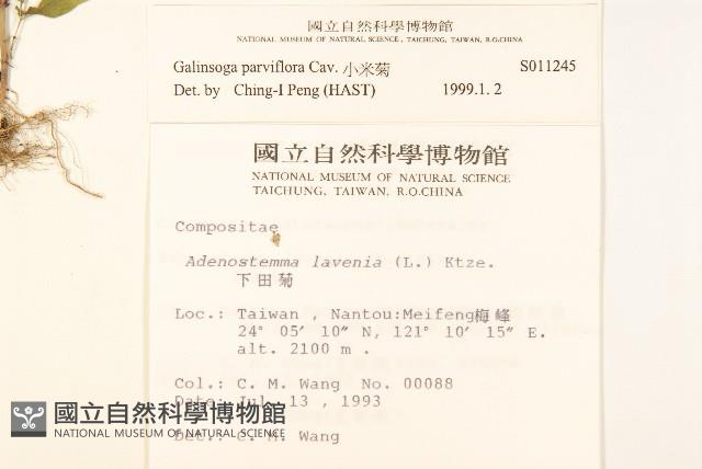 小米菊藏品圖，第2張