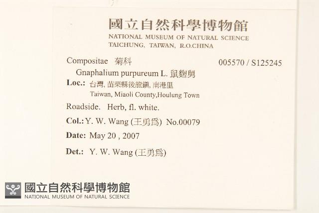 鼠麴舅藏品圖，第2張