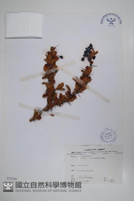 玉山小蘗藏品圖，第1張