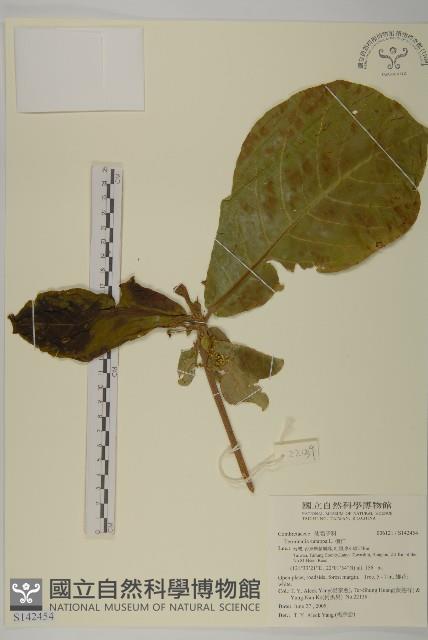 恆春金午時花藏品圖，第1張