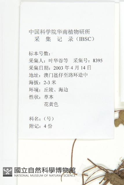 卵葉菜欒藤藏品圖，第2張