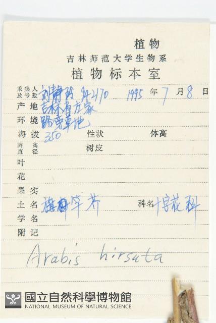 硬毛南芥藏品圖，第2張