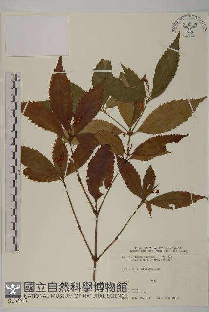 草珊瑚、紅果金粟蘭藏品圖，第1張